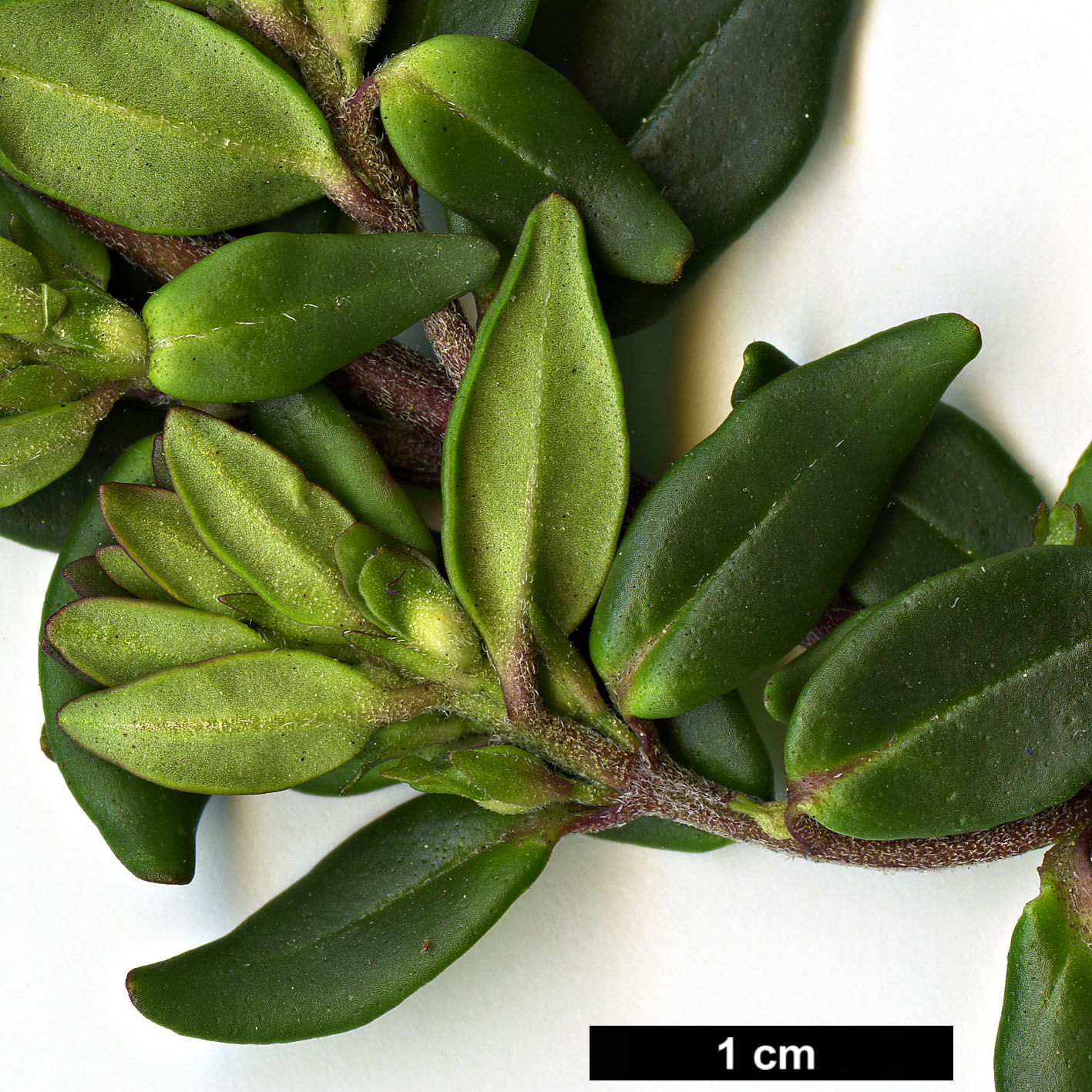 High resolution image: Family: Lamiaceae - Genus: Prostanthera - Taxon: lasianthos - SpeciesSub: 'Badja Peak' High resolution image: Family: Lamiaceae - Genus: Prostanthera - Taxon: lasianthos - SpeciesSub: 'Badja Peak'
